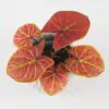 Caladium ‘New Wave’ caladium new wave red yellow