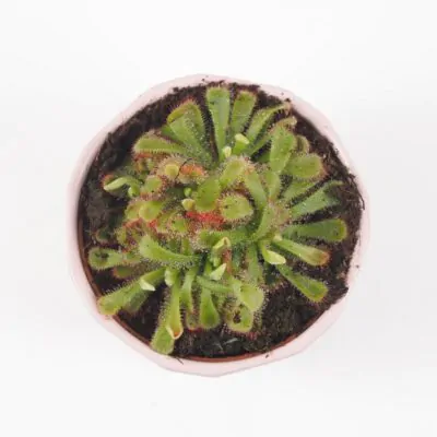 drosera aliciae masozrava rastlina plantizia Plantizia.sk