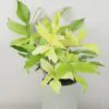 Philodendron ‘Florida Ghost’ veľký philodendron florida ghost vzacna izbova rastlina raritny filodendron zlty