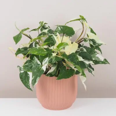 syngonium podophyllum albo variegata