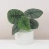 Alocasia rugosa ‘Melo’ veľká alocasia rugosa melo raritna zaujimava izbova rastlina plantizia