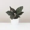 Calathea ornata ‘Sanderiana’ stredná Calathea ornata ‘Sanderiana’ izbová rastlina