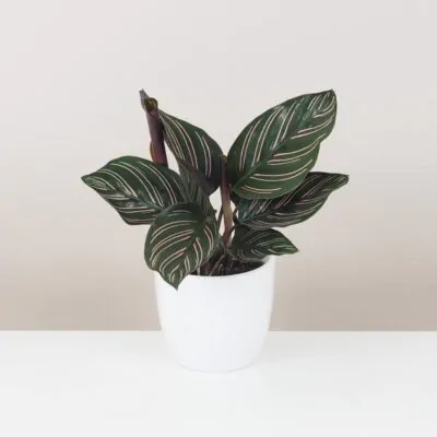 Calathea ornata ‘Sanderiana’ izbová rastlina