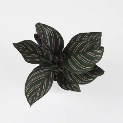 Calathea ornata ‘Sanderiana’ izbová rastlina