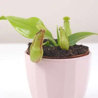 masozrava rastlina nepenthes masozravka