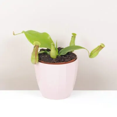 masozrava rastlina nepenthes masozravka