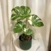 Monstera deliciosa ‘Thai constellation’ monstera deliciosa thai cnstellation monstera deliciosa thai constellation