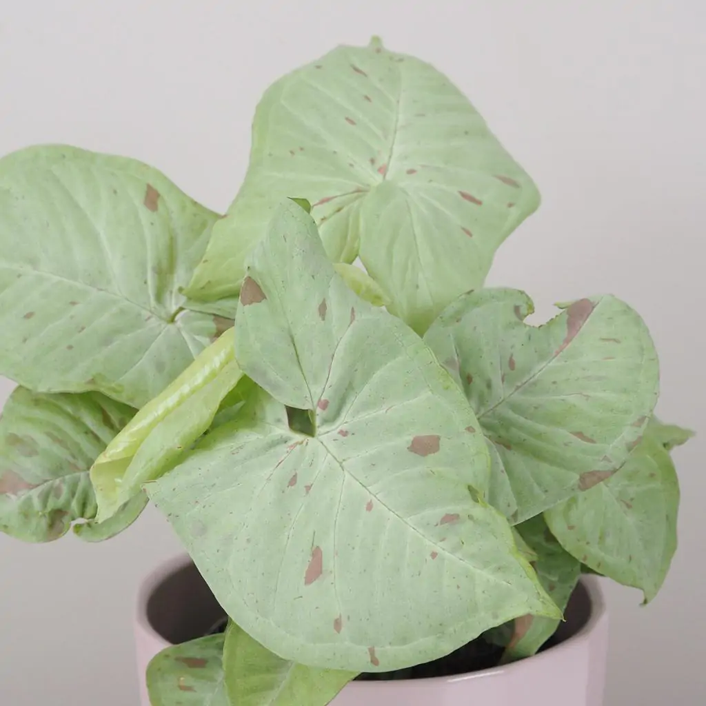 syngonium milk confetti