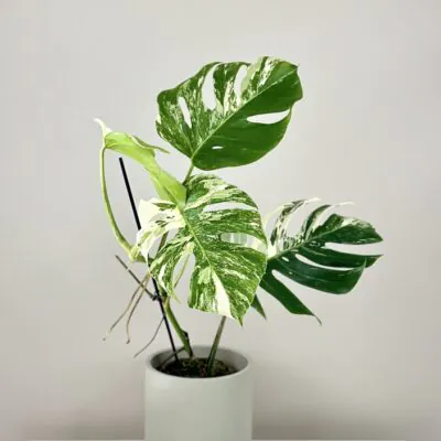 monstera deliciosa albo variegata panasovana