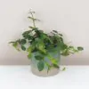 Peperomia angulata stredná peperomia angulata pieprovec tahava zelena izbova rastlina