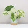 Alocasia macrorrhiza variegata Alocasia macrorrhiza variegata raritne izbove rastliny