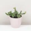 Tučnolist / Crassula marnieriana ‘Hottentot’ tucnolist crassula marnieriana ‘Hottentot’