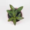 Hoya rosita malá hoya rosita voskovka nenarocna tahava izbova rastlina