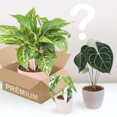rastlinne predplatne premium darcek pre milovnika rastlin