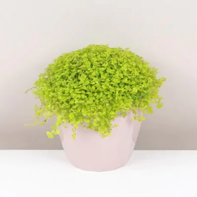 rodinne stastie Soleirolia soleirolii aurea