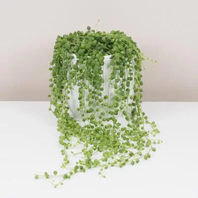 Starcek Senecio rowleyanus string of pearls plantizia