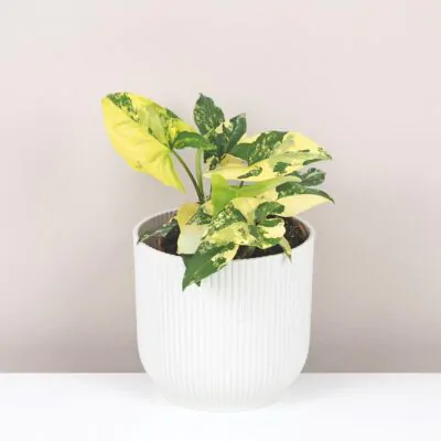 Syngonium podophyllum Aurea panasovane variegata