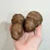 Zmijovec / Amorphophallus atroviridis hľuza Zmijovec Amorphophallu atroviridis hľuza