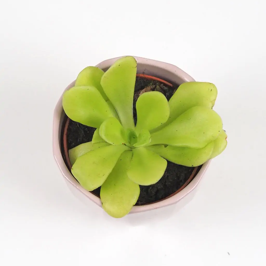 masozrava rastlina pinguicula agnata