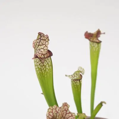 masozrava rastlina sarracenia leucophylla masozravka