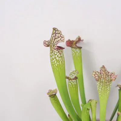 masozrava rastlina sarracenia leucophylla masozravka