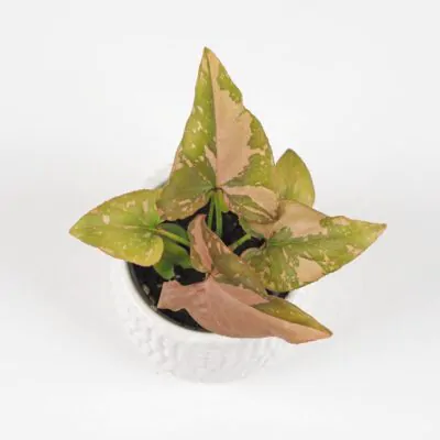 syngonium pink splash ruzove