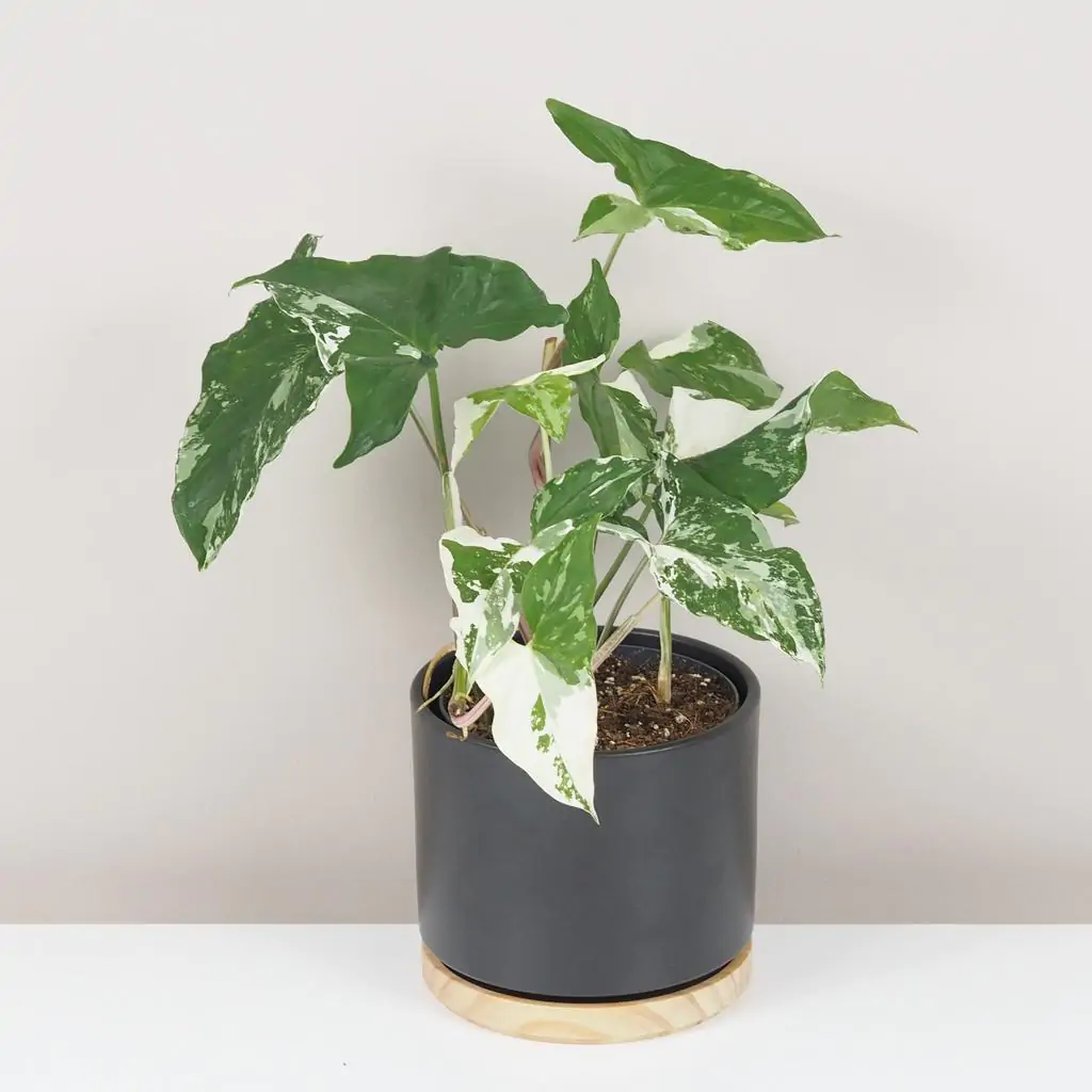 syngonium podophyllum albo variegata