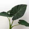 Alocasia ‘Regal Shields’ veľká alocasia regal shields