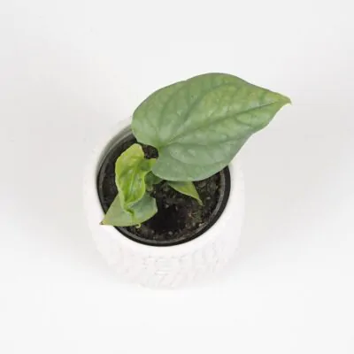 10 rastlín vhodných aj na tienisté miesta Amydrium medium silver spiderman monstera izbova rastlina