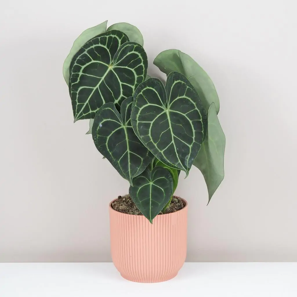 anthurium clarinervium velke plantizia
