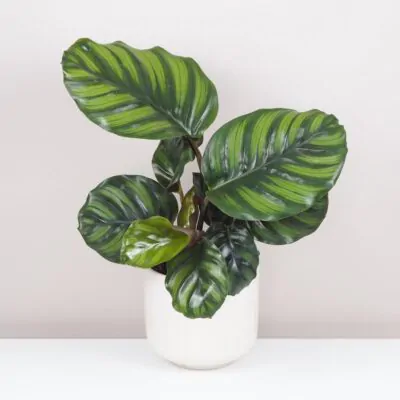 calathea fasciata zelena izbova rastlina prayer plant