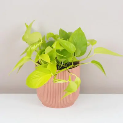 Starostlivosť o Epipremnum / Pothos: Tipy aj pre začiatočníkov Pothos Epipremnum aureum ‘Neon’ potosovec tahava izbova rastlina