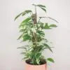 Epipremnum pinnatum variegata marble maxi epipremnum pinnatum variegata marble velky maxi panasovana izbova rastlina