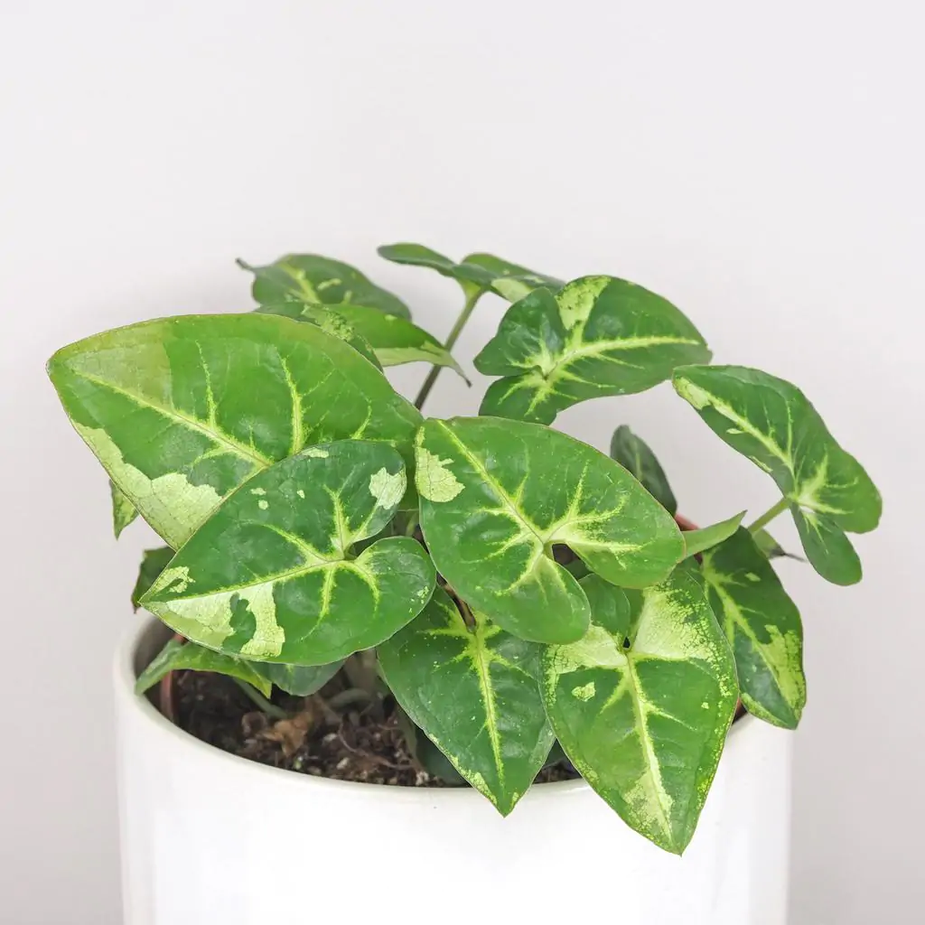 syngonium podophyllum panda