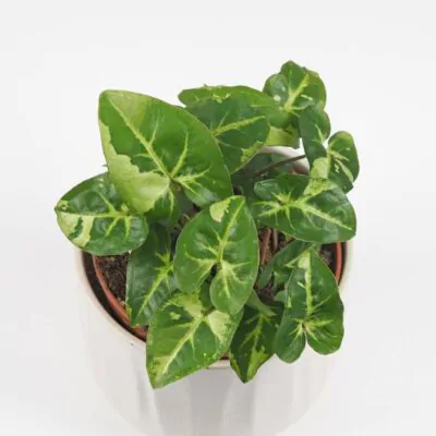 syngonium podophyllum panda