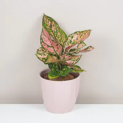 Izbové rastliny, riasogule a príslušenstvo aglaonema spotted star ruzova izbova rastlina