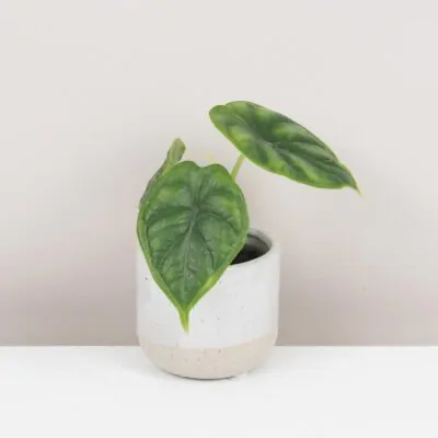 alocasia dragon scale alokazia netradicna rastlina raritna