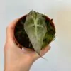 Alocasia amazonica ‘Polly variegata’ alocasia polly variegata
