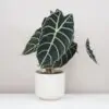 Alocasia watsoniana alocasia watsoniana velka alokazia