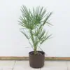 chamaerops humilis palmicka nizka palma okrasna
