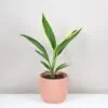 Cordyline fruticosa ‘New Conga’ cordyline fruticosa new conga