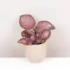 Episcia ‘Malayan Gem’ episcia malayan gem