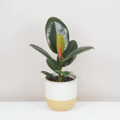 ficus elastica robusta zeleny fikus izbova rastlina