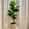 Ficus lyrata s kmeňom ficus lyrata na kmeni