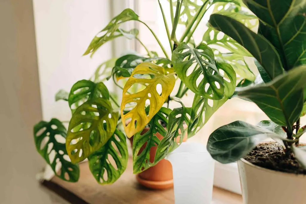 Monstera – 10 najčastejších problémov a ako ich vyriešiť monstera zltnutie listov problemy izbovych rastlin