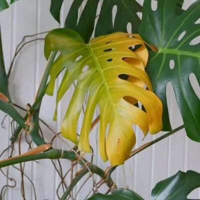 philodendron ring of fire ableger Philodendron Ring of Fire Houseplant with Planter - Small (7