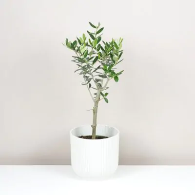 10 rastlín bezpečných pre domáce zvieratká Olea europaea Olivovník európsky