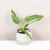 Philodendron ‘White Princess’ malý philodendron white princess maly filodendron panasovany