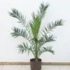 Phoenix canariensis, Ďatlovník kanársky palma