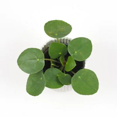 Pilea peperomioides malá izbova rastlina plantizia
